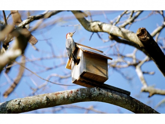 Jak udělat birdhouse