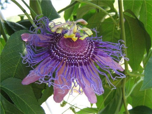 Passionflower: Cavalierová hvězda na parapetu