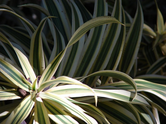 Potíže při pěstování dracaena