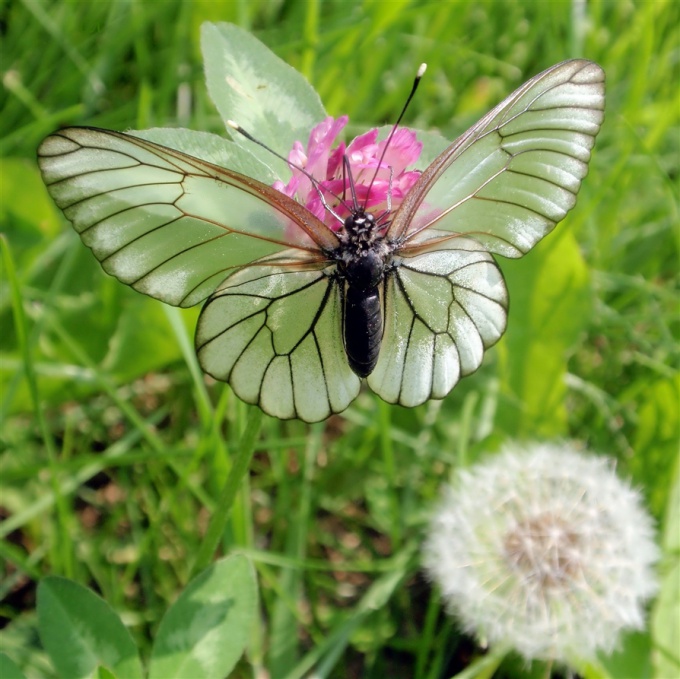 Butterfly-hawthorn: jak bojovat?