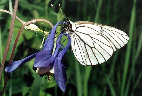 Butterfly-hawthorn: metody boje