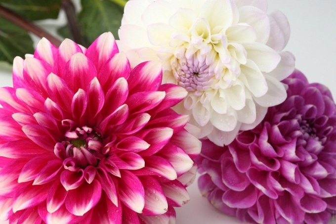 Jak sdílet dahlias