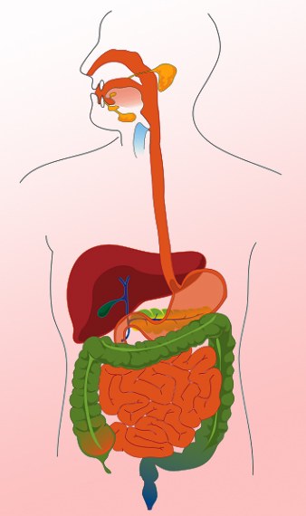 Co je lidský trávicí systém?