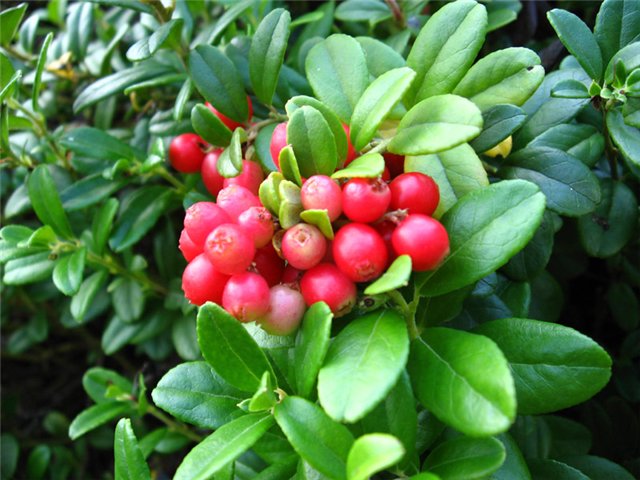 Lingonberry