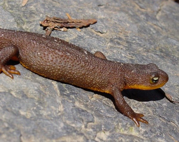 Španělský newt