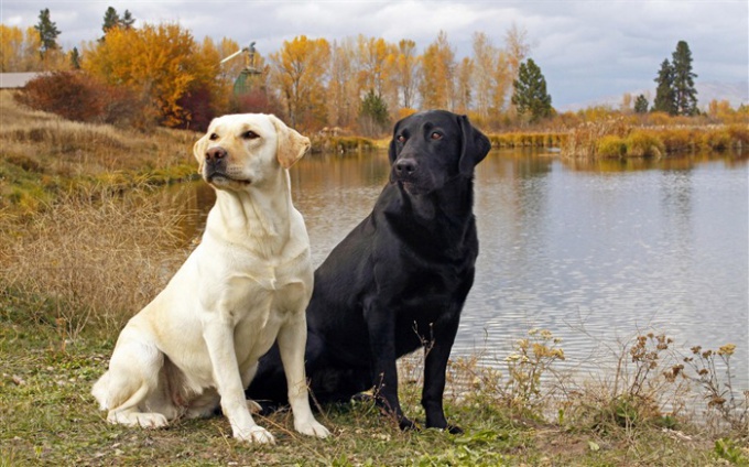 Vlastnosti plemene psů labrador