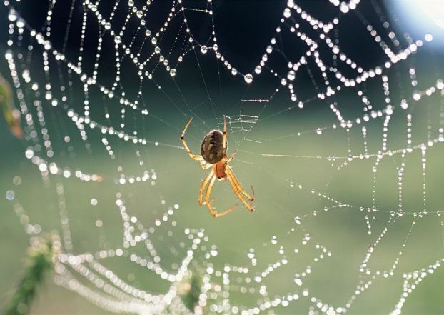 Jak pavouk spleť web