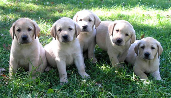 Jak pojmenovat labradorské štěně